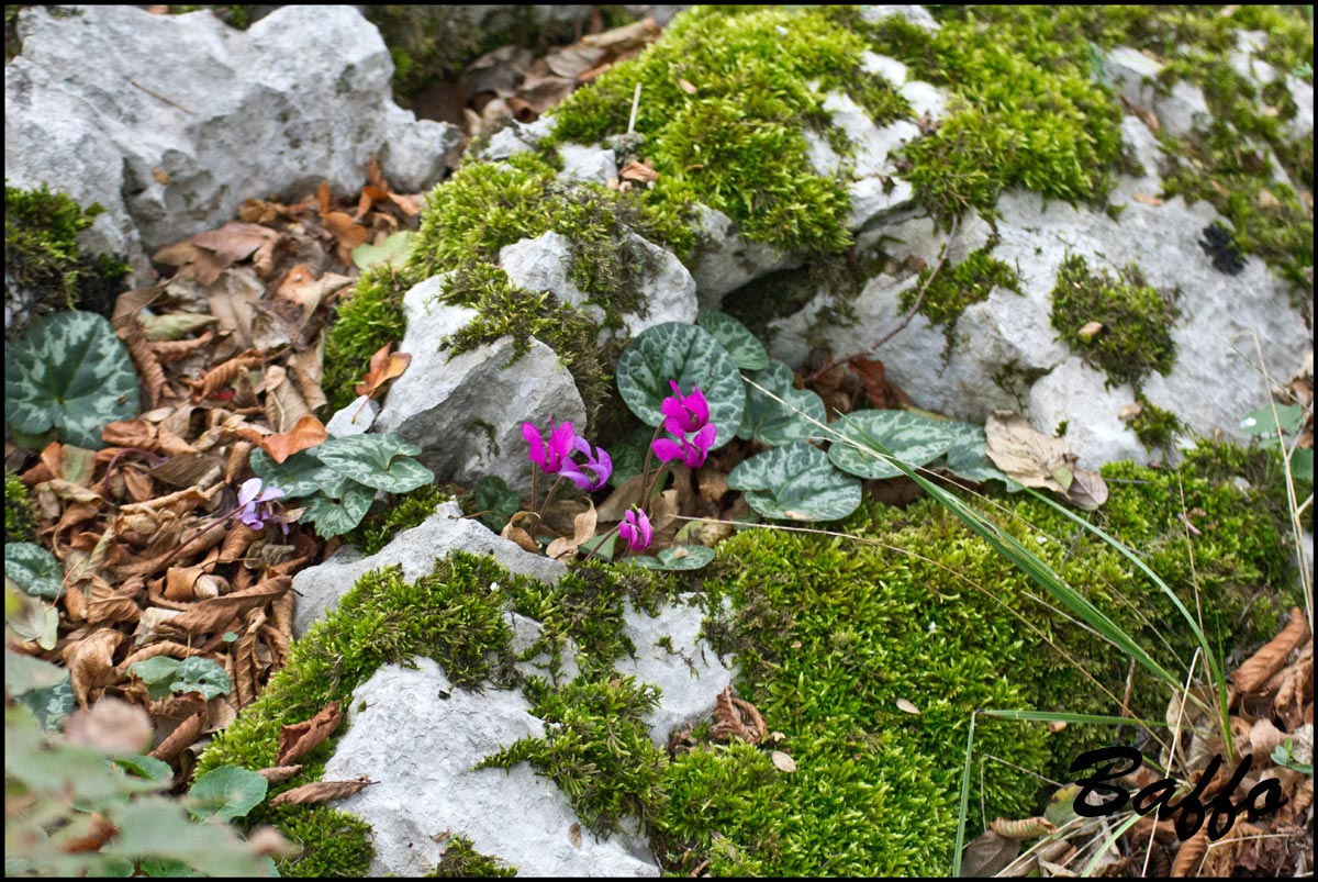 Fiori di stagione